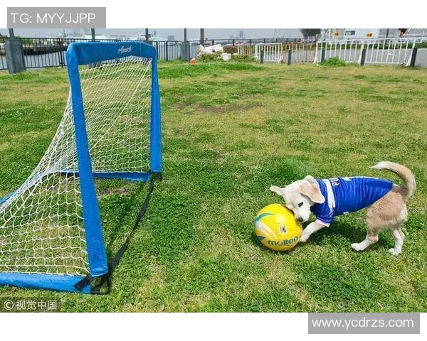 足球明星因涉嫌非法猎犬活动被警方拘捕引发社会广泛关注与讨论 足球明星因涉嫌非法猎犬活动被警方拘捕引发社会广泛关注与讨论